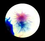 �O�~�̗t�̖с@�N���b�N�I