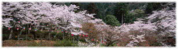 ���J�̂�����