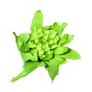 �t�L�m�g�E